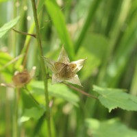 Hibiscus vitifolius L.